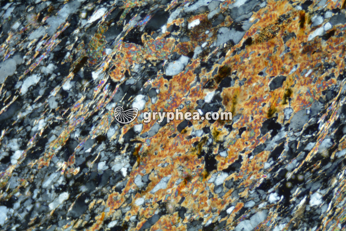 Micaschiste à biotite LPA x25 - gryphea.com